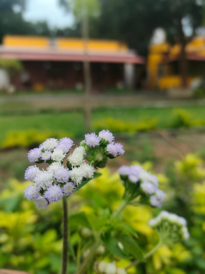 De Asian Villa Pondicherry オーロヴィル エクステリア 写真